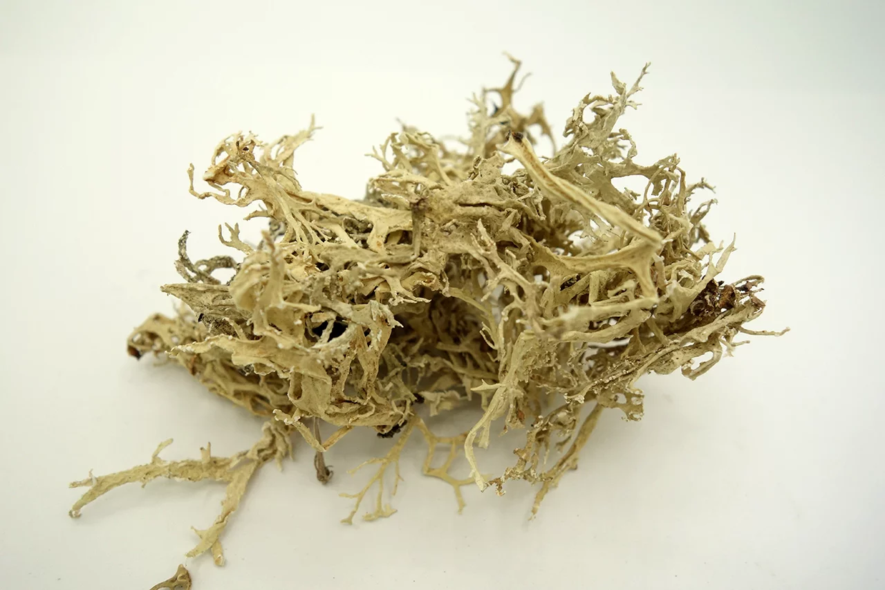 Eichenmoos, (getrocknet)